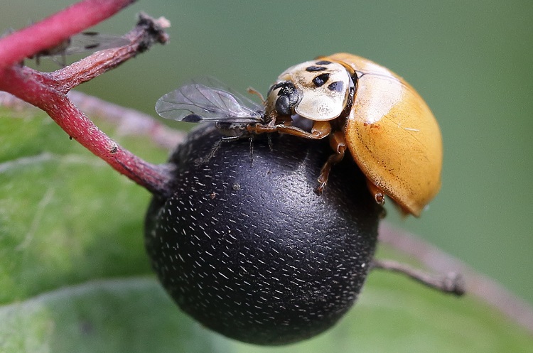 grey ladybug