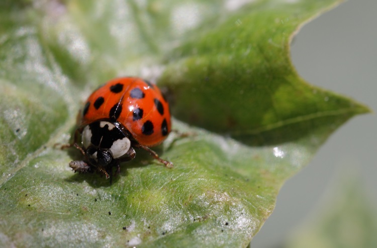 Why Do Ladybugs Have Spots? Do Dragonflies Bite?