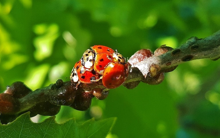 lady bug