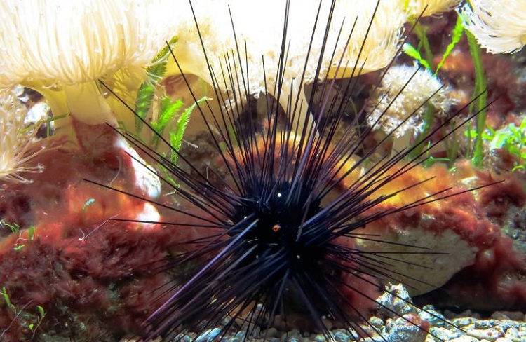 type of sea urchin