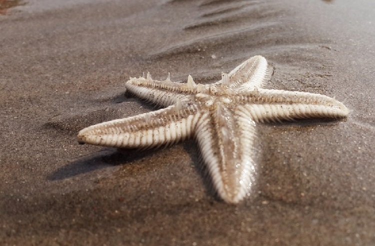 starfish meaning