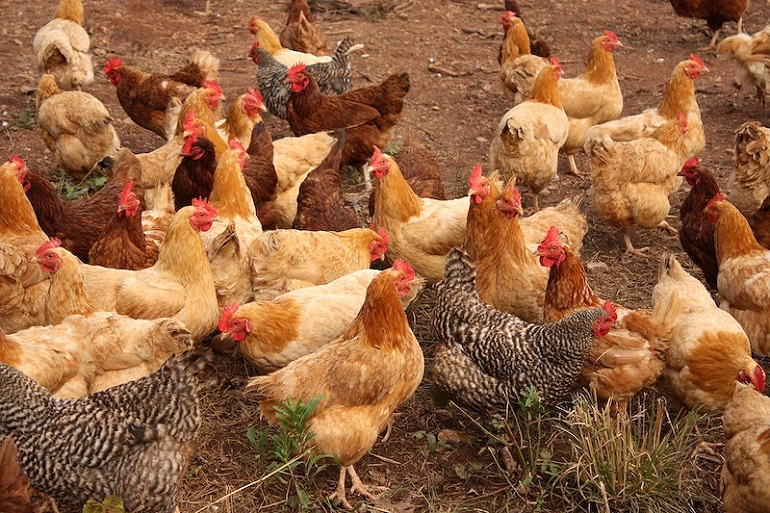 10 facts you should know about factory-farmed chickens