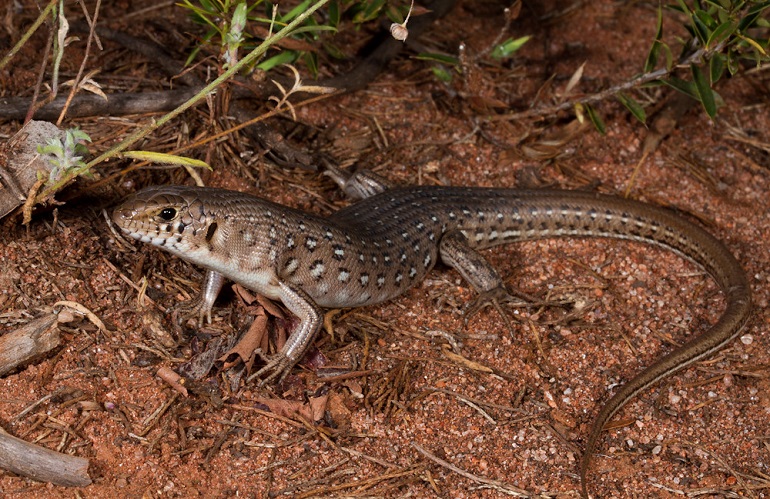 Leopard Skinks