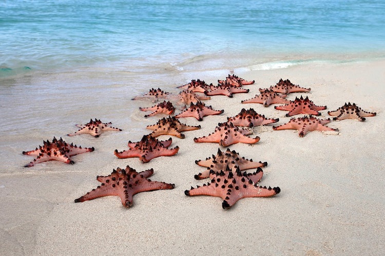 Blue Green Starfish Ocean Beach Sea Animal Star Fish Graphic - Temu Canada