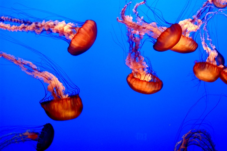 jellyfish with fish
