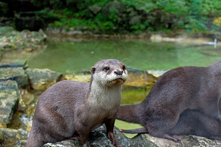 domesticated otter