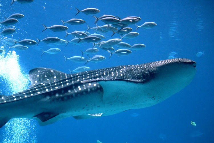 are whale sharks whales or sharks