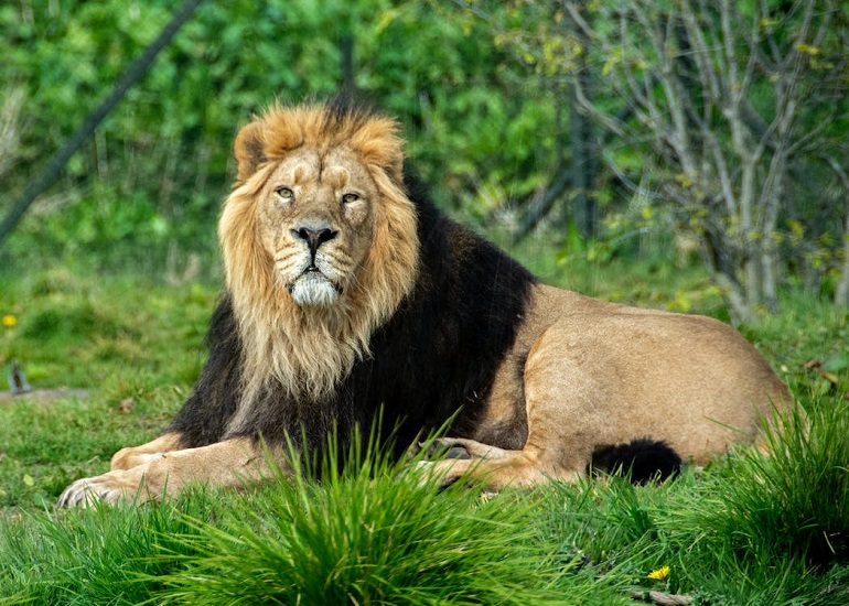 lion habitat
