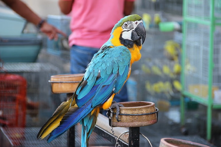 guacamaya bird