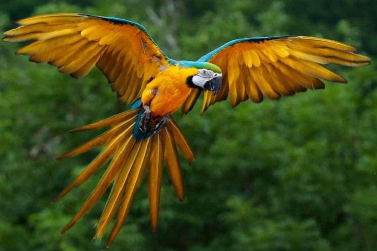 parrot macaw