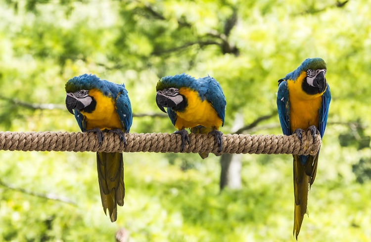 macaw parrots