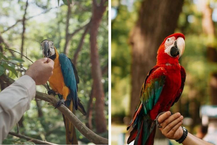 macaw birds