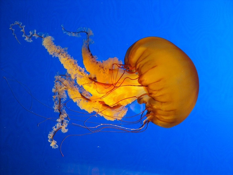 jelly fish