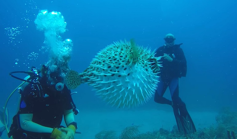 lizardfish and tiger sharks threatens pufferfish populations