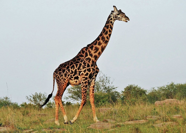 Masai giraffe