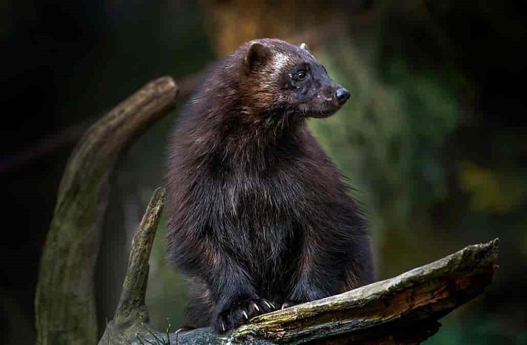 picture of a wolverine