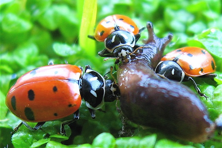 ladybug insect