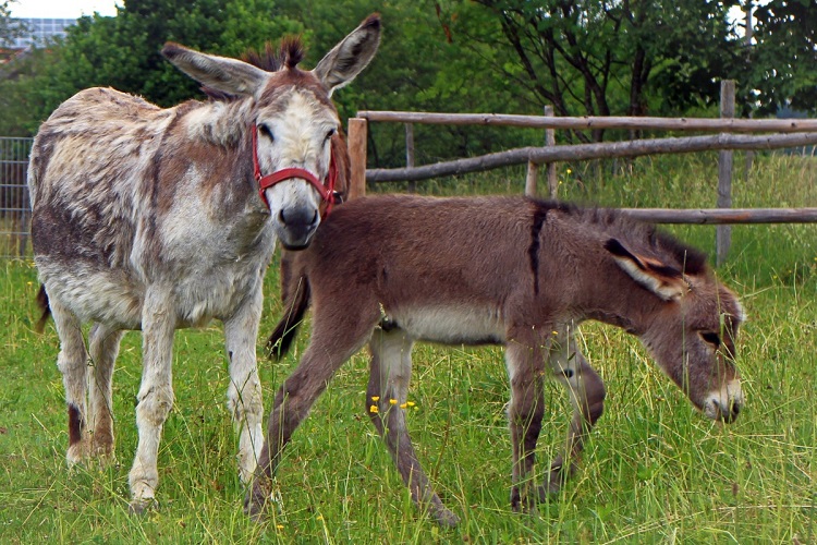 baby mule horse