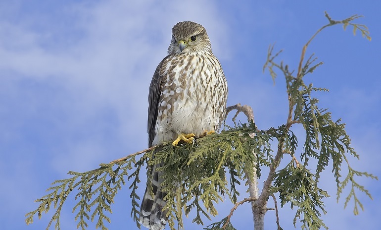 Merlin