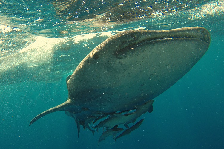 baby whale shark