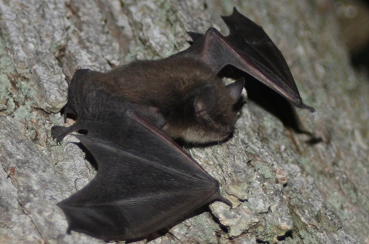 vampire bats