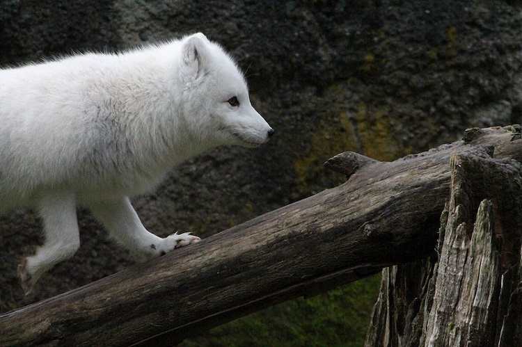 Creature Feature: Arctic Fox  Assiniboine Park Conservancy