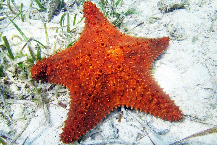 Facts: The Royal Starfish 