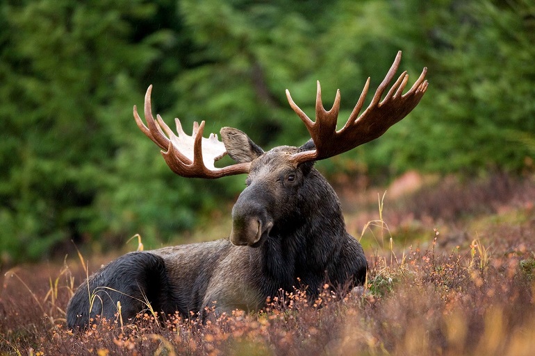 moose animal
