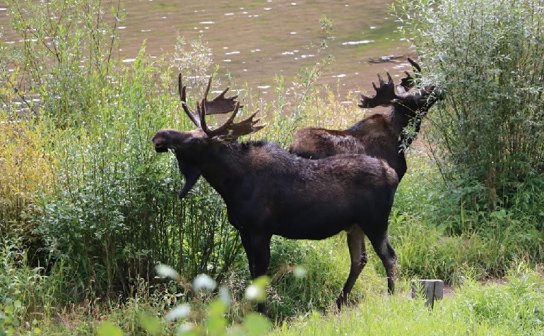 male moose called
