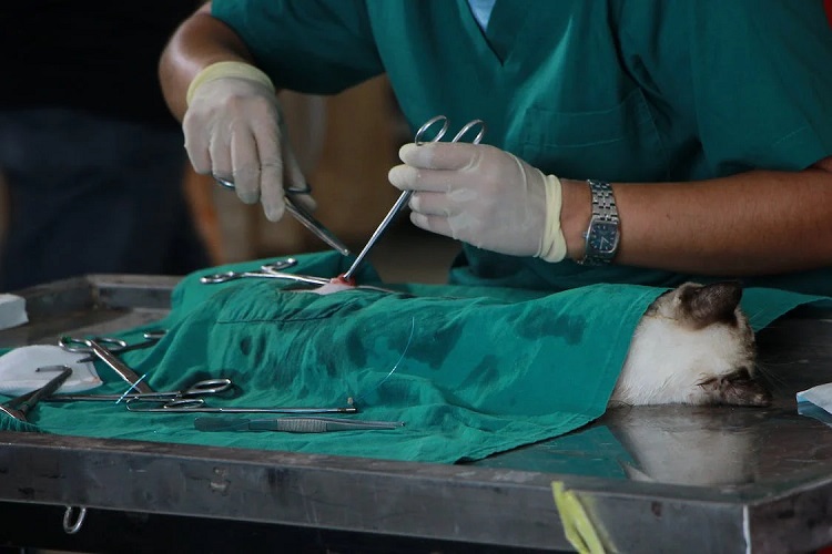 jobs that involve animals