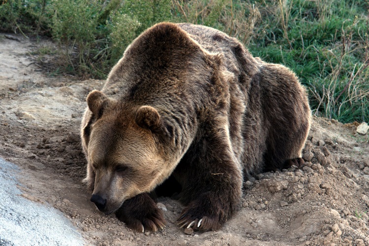 are brown bears grizzly bears