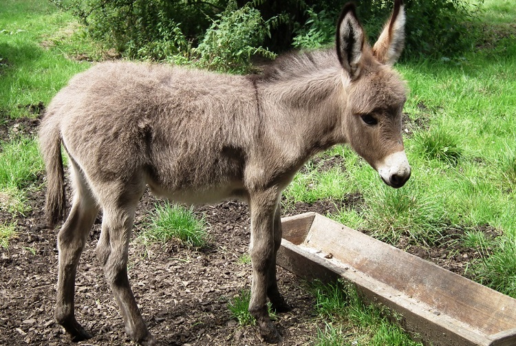 a mule