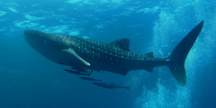 weight of a whale shark