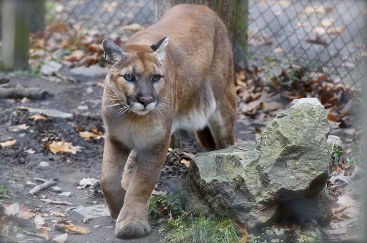 mountain lion