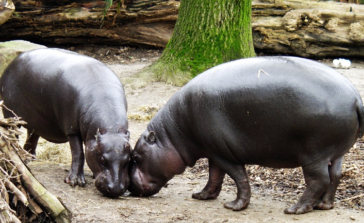 dwarf hippo