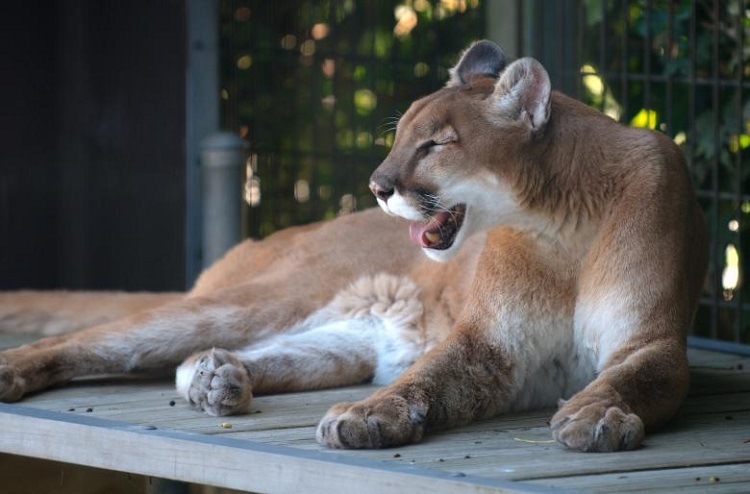 north american cougar