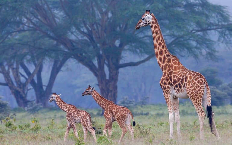 Nubian giraffe