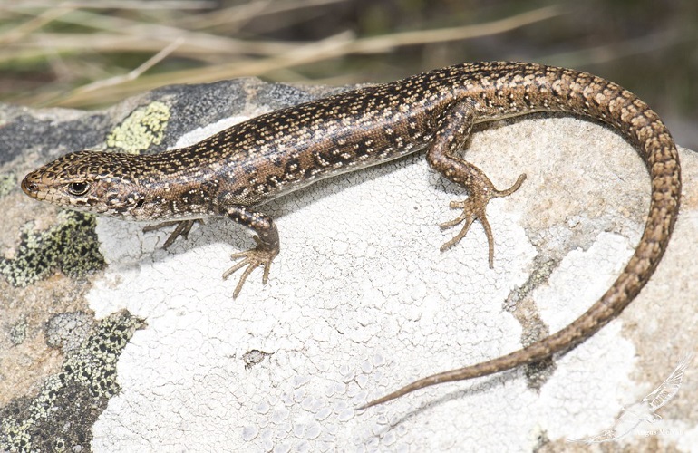 Ocellated Skinks