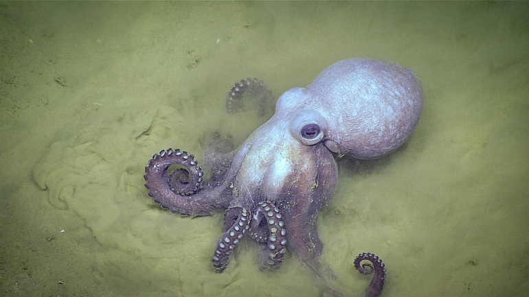 Discover The Incredible Abilities And Adaptations Of Octopus