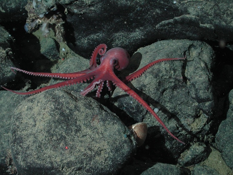 sea octopus
