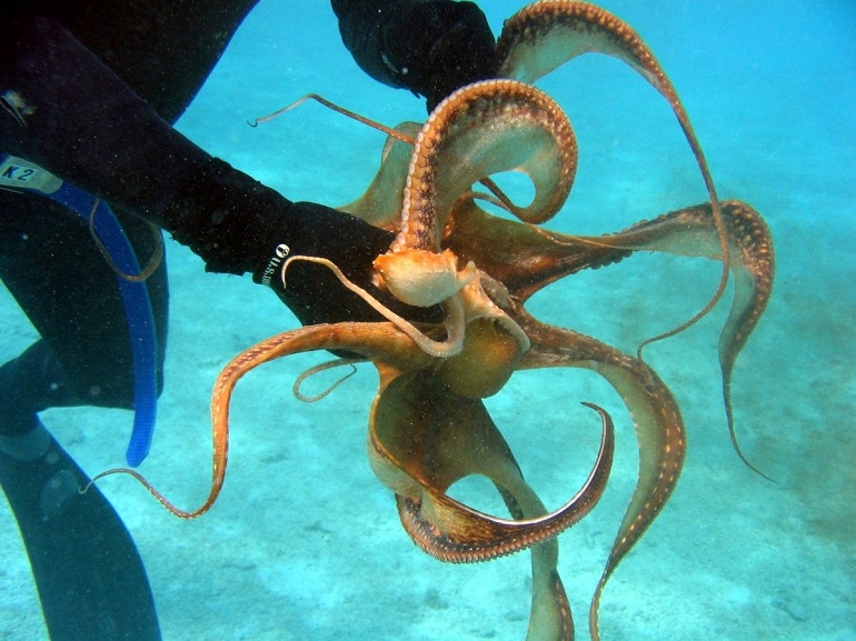 species of octopus
