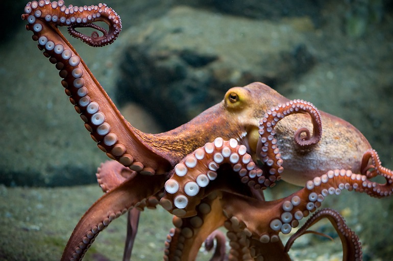 Octopuse genus