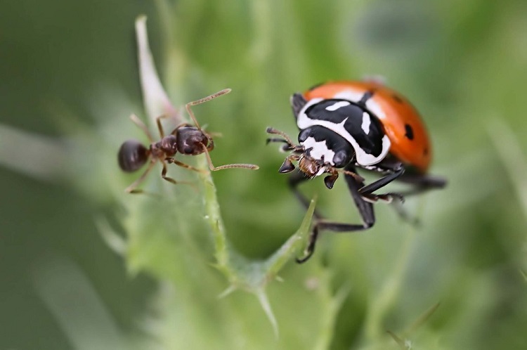 ladybug habitat