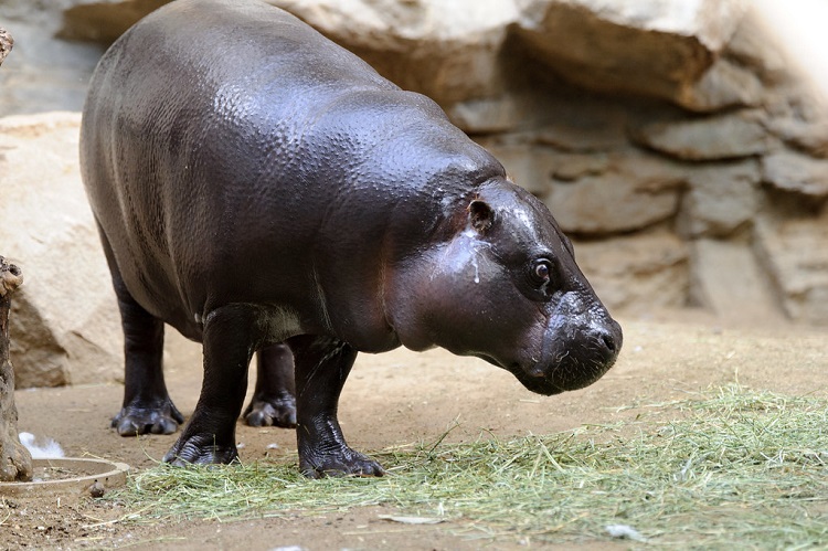 pygmy hippo