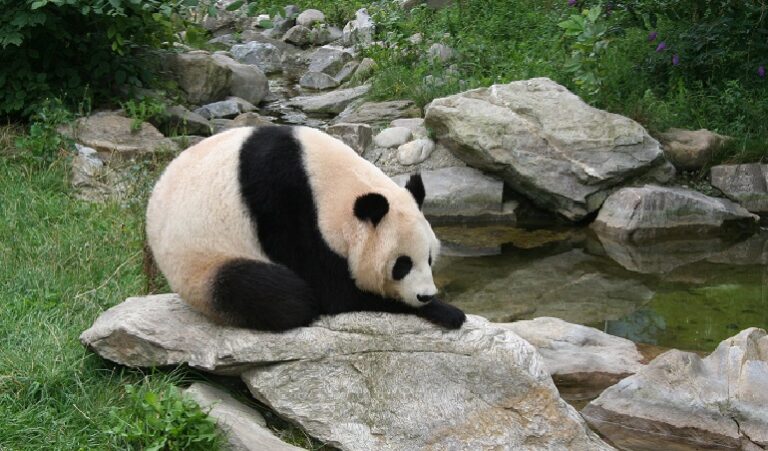 great panda