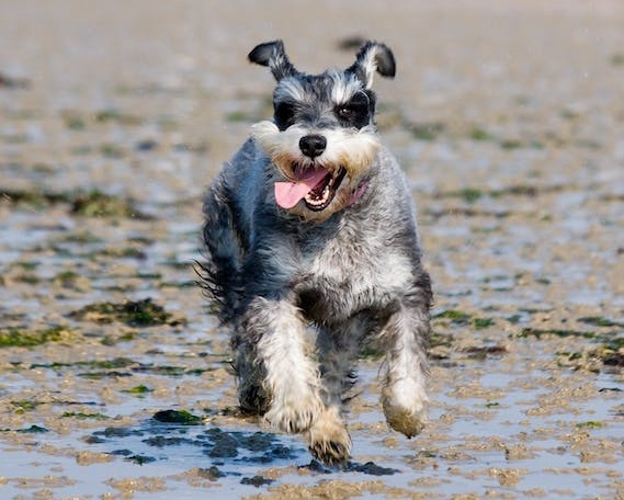 are standard schnauzers aggressive