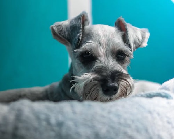 Parti schnauzer best sale for sale