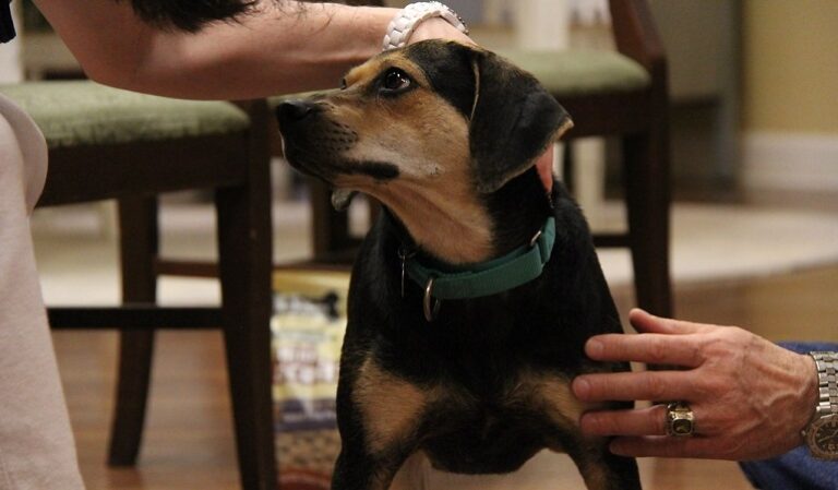 Shocking Pet Adoption Statistics And Figures