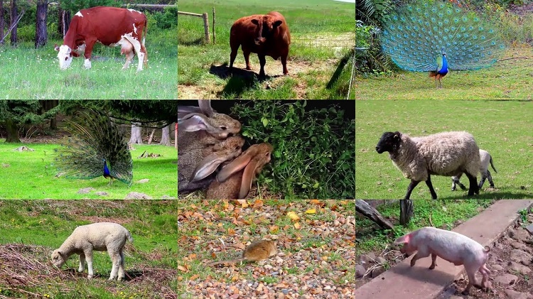 animals on a farm