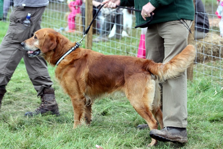 how many dogs does the average household have